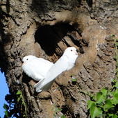 Doves Autumn 2011 (23)